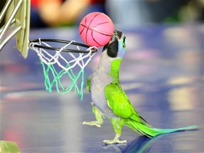 Basketball Shoes Jump Higher on Return From Animals   Basketball To Pictures