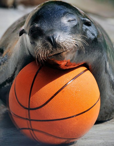 Animals & Basketball